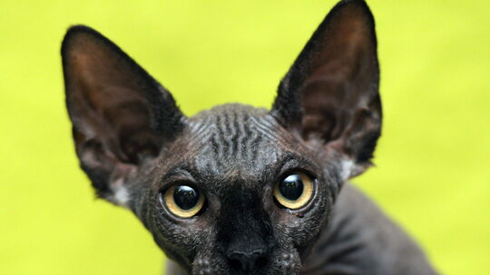 Eine Canadian-Sphynx-Katze: Nach Auffassung des Koblenzer Oberverwaltungsgerichts fallen die Tiere wegen fehlender Tasthaare unt
