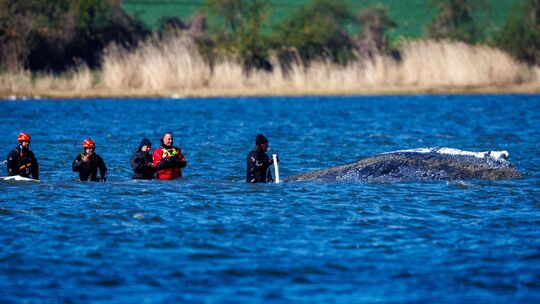Weitere Entwicklung zum Buckelwal in der Ostsee