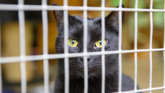 Im Jahr 2022 wurde die Gebührenordnung für Tierärzte angepasst, wodurch die Kosten enorm stiegen. Regelmäßige Tierarztbesuche we