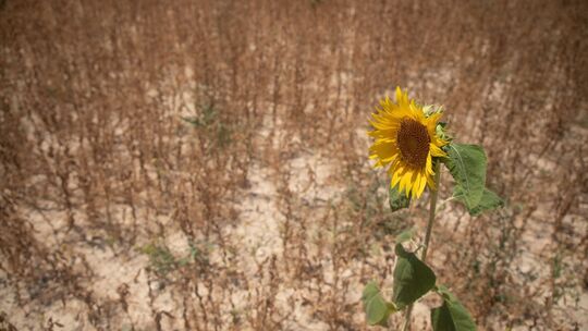 Extremhitze und Landwirtschaft