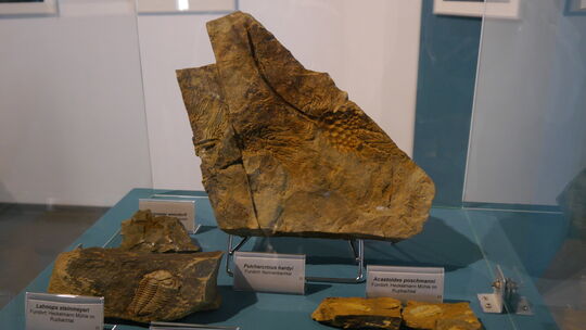 In Stein haben Muscheln, Seelilien, Tintenfische und andere Lebewesen ihre Gestalt als Abdruck hinterlassen. Zu sehen ist die Au