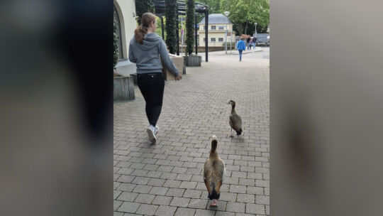 Eine junge Frau der Naturschutzgruppe Nahe begleitet eine elfköpfige Wasservogel-Familie auf ihrem Weg zur Nahe. Los ging es in