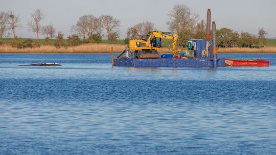 Weitere Entwicklung zum Buckelwal in der Ostsee