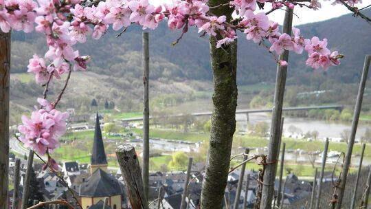 Ein Konzept, dem Klimawandel zu begegnen, ist das Pflanzen von Bäumen – wie hier ein Roter Weinbergpfirsich an der Mosel.
