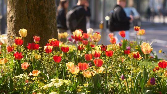 Frühlingswetter in Koblenz