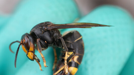Die Asiatische Hornisse baut im Frühjahr neue Nester. Da erscheinen Fallen verlockend, die gezielt die Königinnen abfangen. Ein