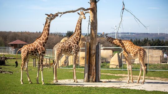 Im Tiererlebnispark Bell leben derzeit drei Giraffen, Elli, Ravenna und Malaika.