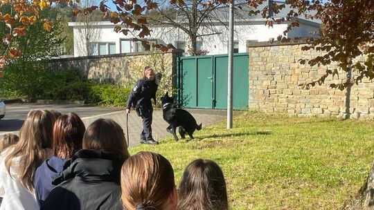 Diensthund in Aktion