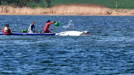 Weitere Entwicklung zum Buckelwal in der Ostsee