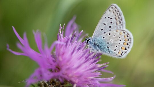 Ein Hauhechel-Bläuling-Schmetterling sitzt auf einer Flockenblume