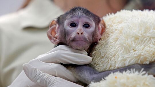 Husarenaffen-Baby Yuji