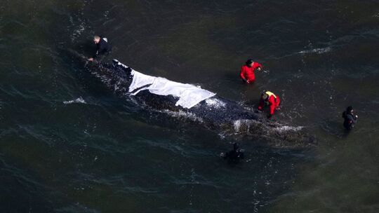 Weitere Entwicklung zum Buckelwal in der Ostsee