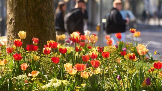 Frühlingswetter in Koblenz