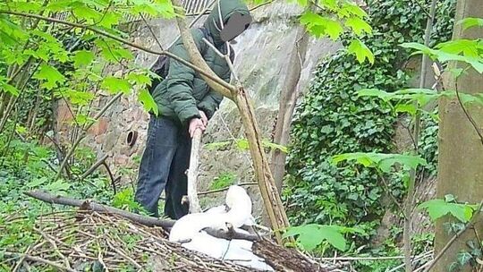 Ein unbekannter Täter greift mutmaßlich eine Schwanendame mit einem Ast an: Das Bild nahm die Wildtierkamera der Naturschutzgrup