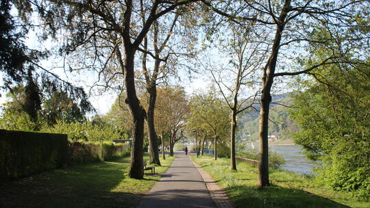 Der kombinierte Fuß- und Radweg am Niederlahnsteiner Rheinufer soll von 2,2 auf 4,5 Meter verbreitert werden. Dafür ist es notwe