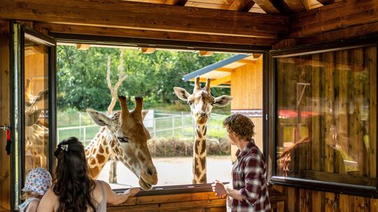 Der Tier-Erlebnispark Bell im Hunsrück hat einen Themenbereich Savanne. Dort leben etwa Giraffen, Antilopen und Zebras. Aber auc