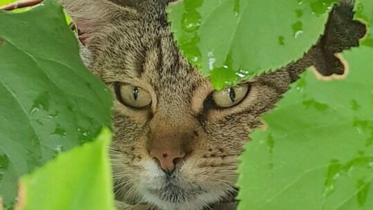 Freilaufende Katzen in großer Zahl können zu einer Plage werden. Auch ist es nicht gerade angenehm, die Hinterlassenschaften der