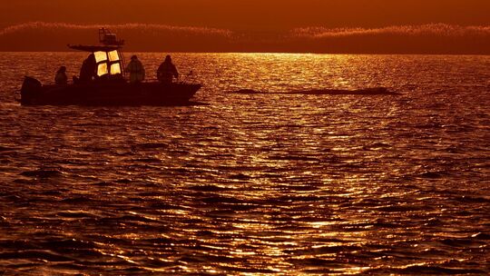 Weitere Entwicklung zum Buckelwal in der Ostsee