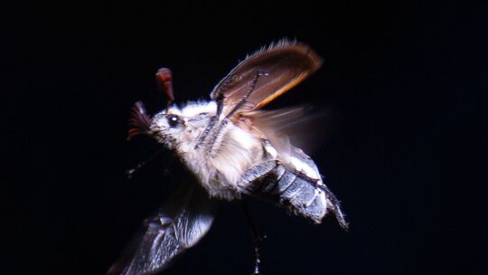 Maikäfer-Massenflug startet