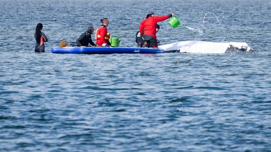 Weitere Entwicklung zum Buckelwal in der Ostsee