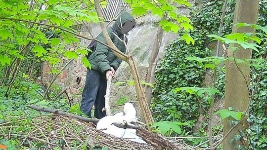 Dieses Bild entstand am Nahe-Ufer Richtung Pfingstwiese. Ein unbekannter Täter soll eine Schwanendame angegriffen haben. Dabei s
