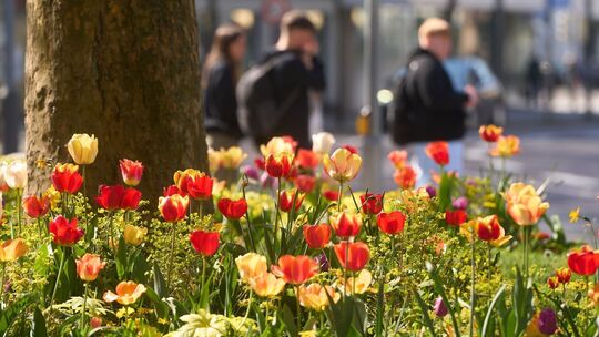 Frühlingswetter in Koblenz