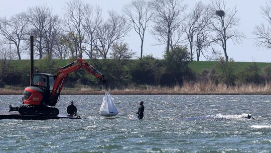 Ministerium duldet möglichen Transport des Buckelwals