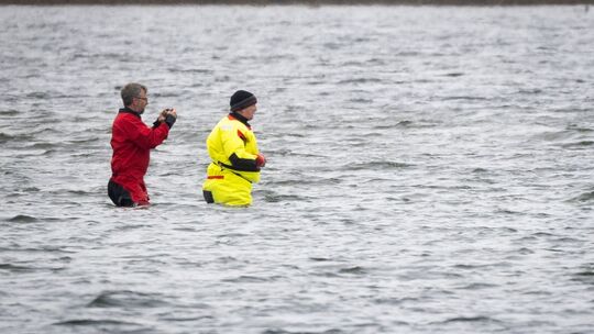 Weitere Entwicklung zum Buckelwal in der Ostsee