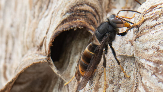 Die Asiatische Hornisse breitet sich auch in Deutschland weiter aus.