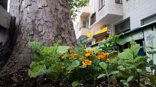 Bepflanzte Baumscheibe in Berlin Bepflanzte Baumscheibe in Berlin