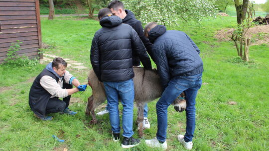 Der Tierarzt (links) näht die klaffende Wunde am Hinterteil der Eselin zu. Die Familienmitglieder des Huftierhalters stützen das Der Tierarzt (links) näht die klaffende Wunde am Hinterteil der Eselin zu. Die Familienmitglieder des Huftierhalters stützen das