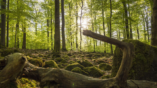 Auf dem Höhenrücken Nauberg, im Grenzgebiet zwischen den Landkreisen Altenkirchen und Westerwald, wachsen hochwertige, alte, unz Auf dem Höhenrücken Nauberg, im Grenzgebiet zwischen den Landkreisen Altenkirchen und Westerwald, wachsen hochwertige, alte, unz