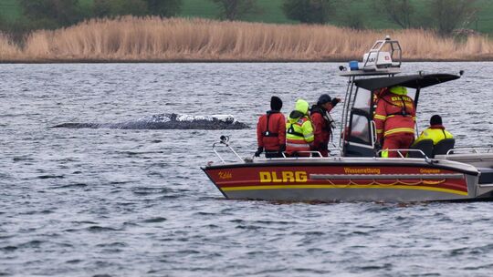 Weitere Entwicklung zum Buckelwal in der Ostsee Weitere Entwicklung zum Buckelwal in der Ostsee