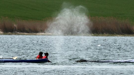Weitere Entwicklung zum Buckelwal in der Ostsee