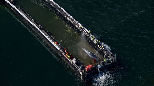 Weitere Entwicklung zum Buckelwal in der Ostsee Weitere Entwicklung zum Buckelwal in der Ostsee