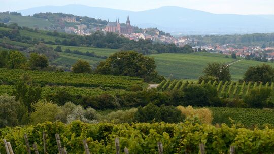 Tourismus Rheinland-Pfalz - Weinberge Nierstein