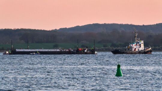 Weitere Entwicklung zum Buckelwal in der Ostsee