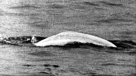 Sensation 1966 - Der weiße Wal im Rhein