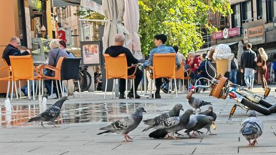 BU: Mehrere Stadttauben suchen in der Fußgängerzone von Limburg nach Futter.