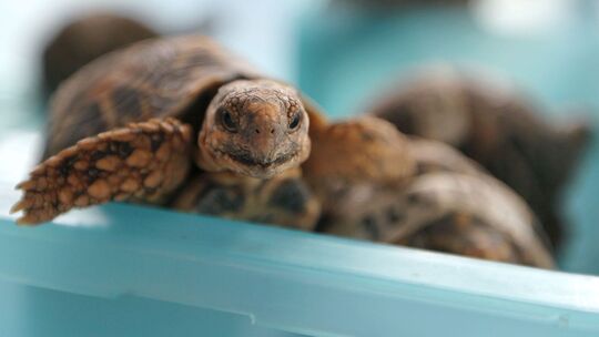 Indische Sternschildkröte