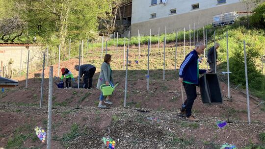 Gemeinsam mit den Schülern der Grundschule Heimbach werden die Reben auf dem neuen Heimbacher Weinberg angepflanzt.