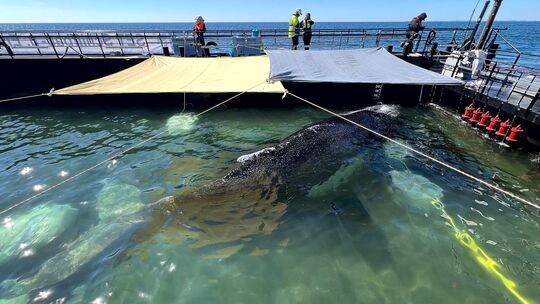 Weitere Entwicklung zum Buckelwal in der Ostsee