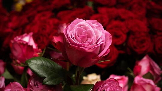 Blumen zum Valentinstag