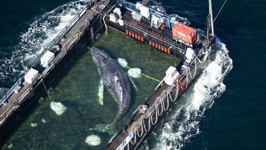 Weitere Entwicklung zum Buckelwal in der Ostsee
