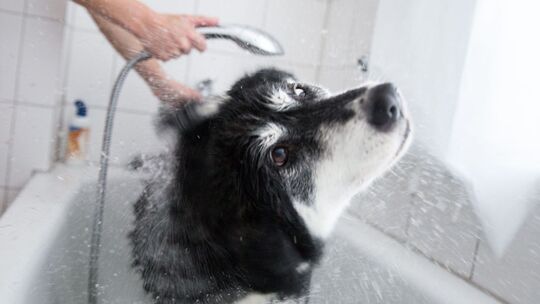 Ein Huskymischling wird in einer Badewanne gewaschen