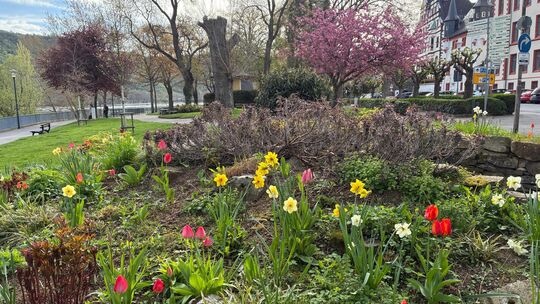 Im Frühling blüht die Natur auf und strahlt in dem unterschiedlichsten Farben. So wie hier am Bopparder Rheinufer.