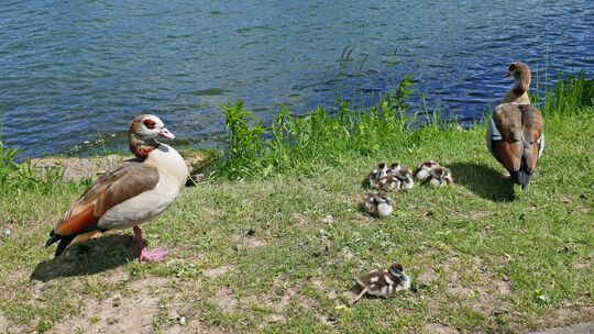 Eine Nilgansfamilie genießt am Moselufer in Güls die Frühlingssonne. In Koblenz wird diese Gänseart bejagt.