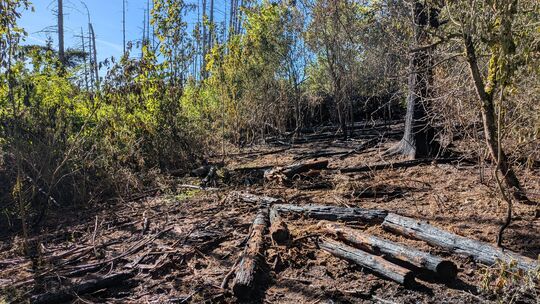 Rund 400 Quadratmeter Wald haben in Gebhardshain unweit der Grillhütte gebrannt.