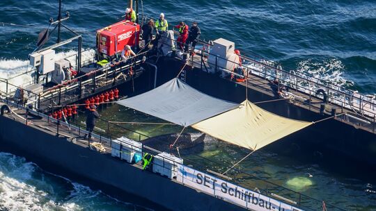 Weitere Entwicklung zum Buckelwal in der Ostsee