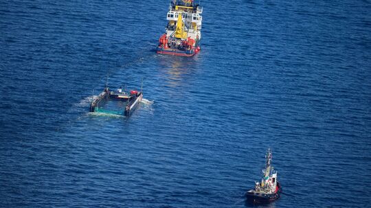 Weitere Entwicklung zum Buckelwal in der Ostsee